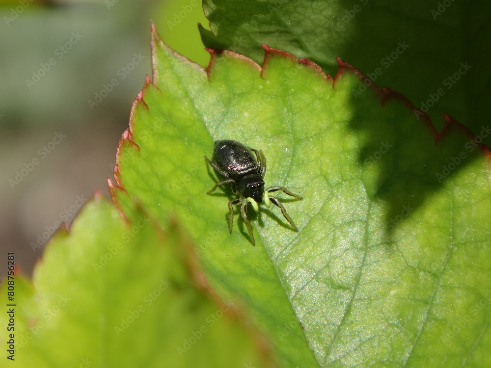 Sun-jumper spider (Heliophanus sp.), female on a rose leaf Sun-jumper spider (Heliophanus sp.), female on a rose leaf