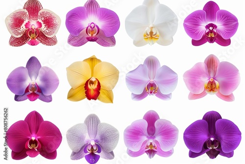 collage of diverse orchid flowers isolated on white background digital illustration