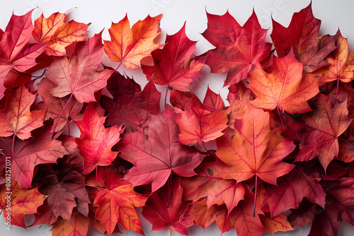 Collection of red and orange leaves set against a white backdrop autumn fall