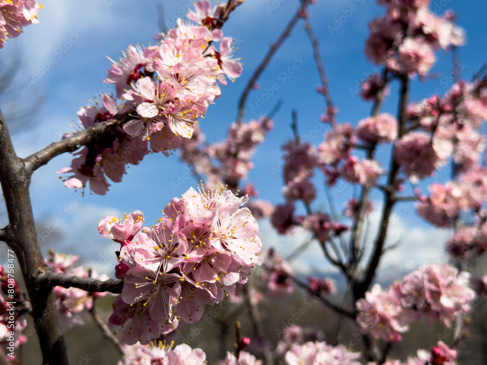 blooming apricot against the backdrop of the mountains. Natural spring background blooming apricot against the backdrop of the mountains. Natural spring background