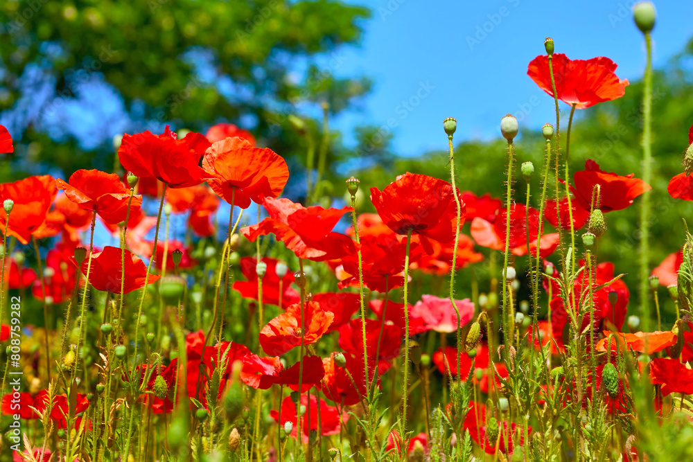 Obraz premium Red scarlet tender medicinal poppie, spring green summer garden