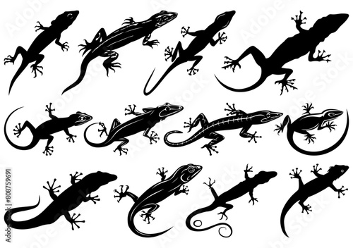 Wallpaper Mural Vector Set of Lizard SVG and Silhouette Torontodigital.ca