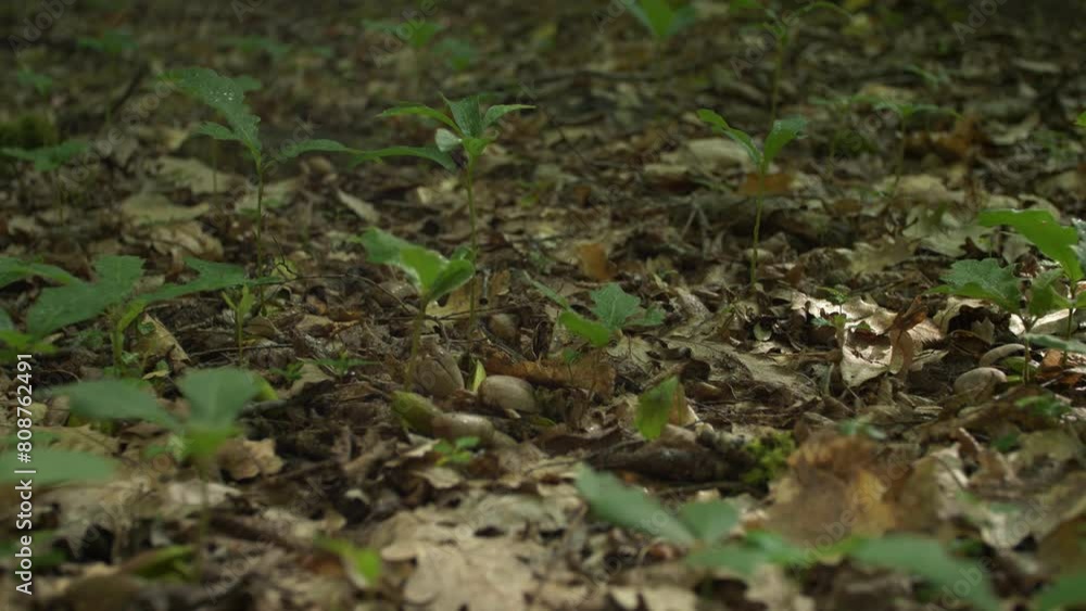 Green sprouts of oak sprouted from acorns among fallen dry leaves. Germination of a new forest. Nature renewal. The eternal cycle of life on earth Green sprouts of oak sprouted from acorns among fallen dry leaves. Germination of a new forest. Nature renewal. The eternal cycle of life on earth