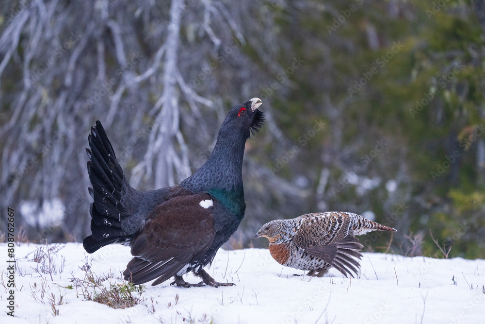 The western capercaillie (Tetrao urogallus) The western capercaillie (Tetrao urogallus)