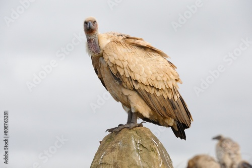 CAPE VULTURES (Gyps coprotheres) gather around a carcass in the drakensberg foothills, kwazulu Natal, South Africa photo