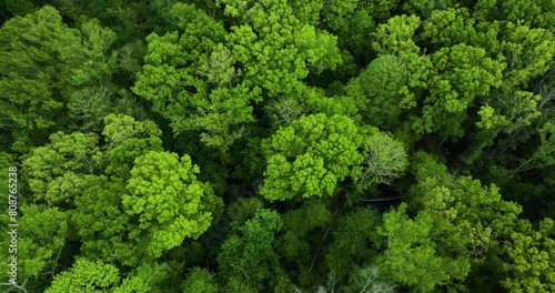 Lush green canopy in big cypress tree state park, tennessee, highlighting dense forest texture, aerial view photo