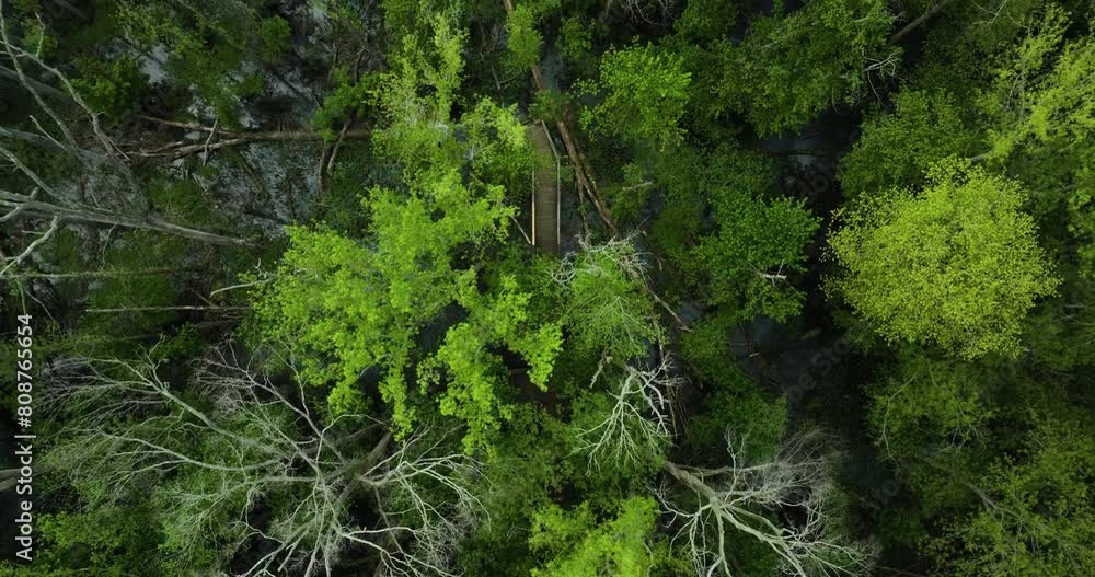 Lush green trees in big cypress tree state park, tennessee, usa, aerial view Lush green trees in big cypress tree state park, tennessee, usa, aerial view