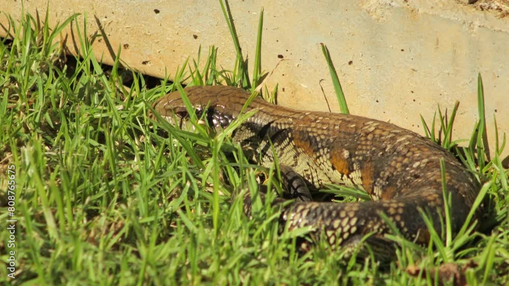 Blue Tongue Lizard Blinks Curled Up By Stone Fence In Garden. Maffra, Gippsland, Victoria, Australia, Sunny Daytime Blue Tongue Lizard Blinks Curled Up By Stone Fence In Garden. Maffra, Gippsland, Victoria, Australia, Sunny Daytime