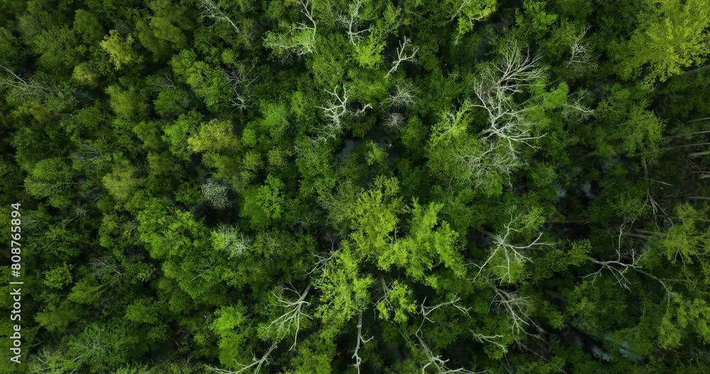 The dense, green canopy of big cypress tree state park in tennessee, aerial view The dense, green canopy of big cypress tree state park in tennessee, aerial view