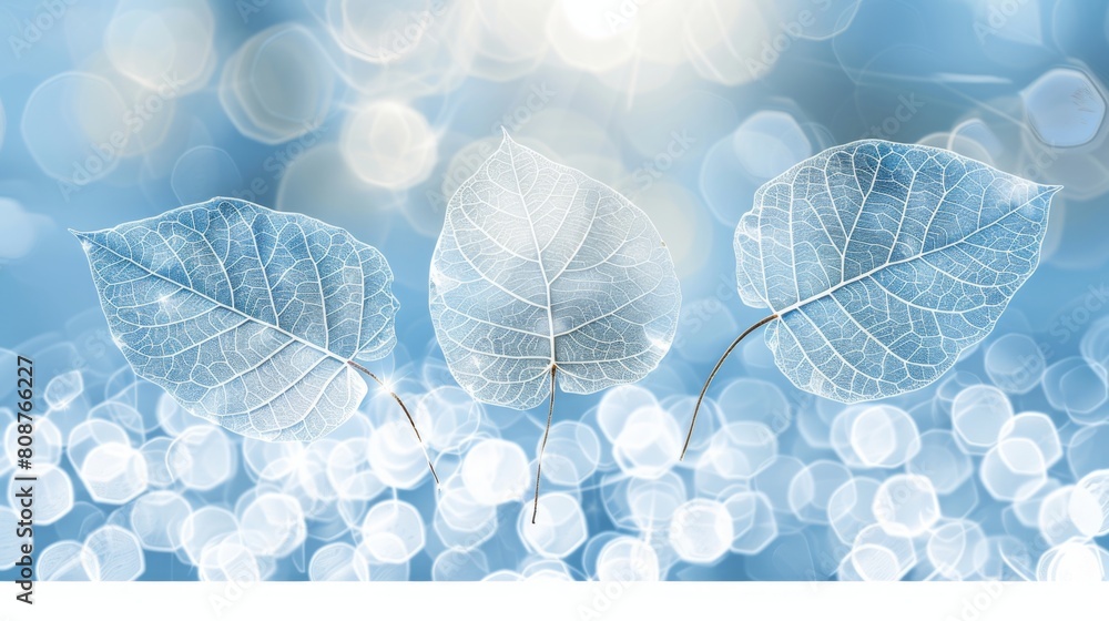 Delicate Skeleton Leaves Close-up, Soft Blue and Light Green Tones, Natural Texture in High Definition, Static Composition with Blurred Foreground Delicate Skeleton Leaves Close-up, Soft Blue and Light Green Tones, Natural Texture in High Definition, Static Composition with Blurred Foreground