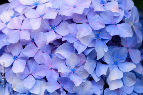 薄紫色の紫陽花の花びら