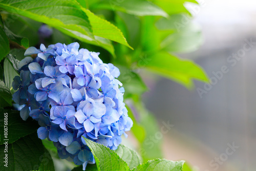 飛鳥の小径の青色の紫陽花 photo