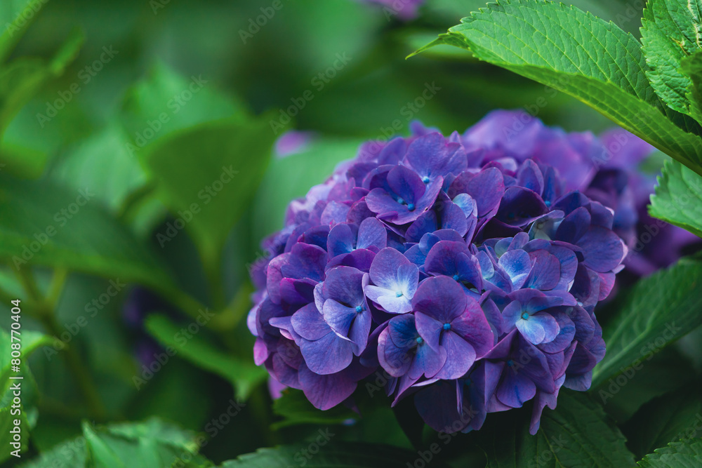 飛鳥の小径の紫色の紫陽花 飛鳥の小径の紫色の紫陽花
