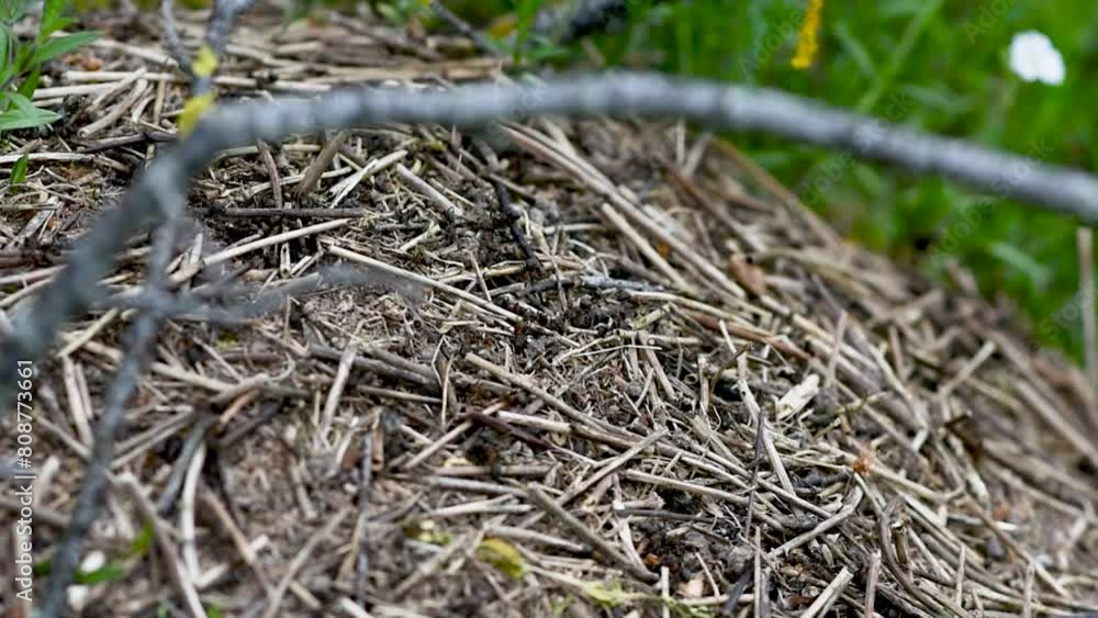An anthill with a colony of ants working on ground in close-up or macro shot. continuous accelerated movement An anthill with a colony of ants working on ground in close-up or macro shot. continuous accelerated movement