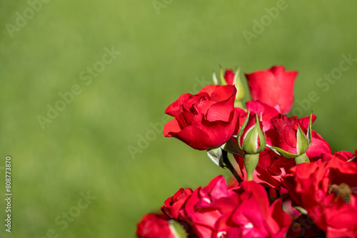red roses on green background