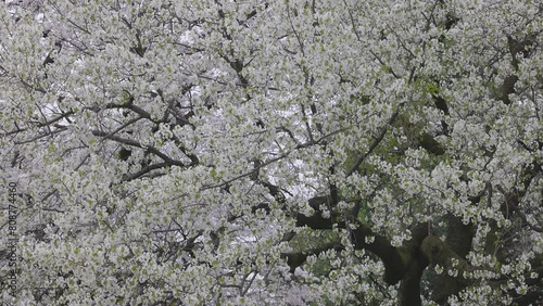 Shinjuku Gyoen National Garden with spring cherry blossom (sakura) in Shinjuku City, Tokyo, japan photo