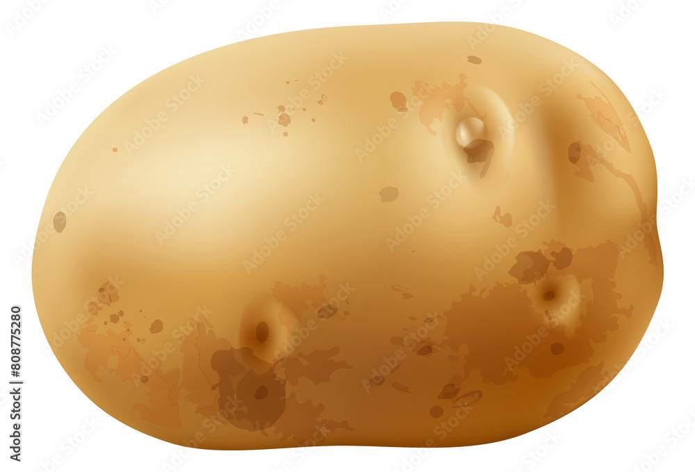 Realistic potato. Raw unpeeled vegetable. Organic food Realistic potato. Raw unpeeled vegetable. Organic food
