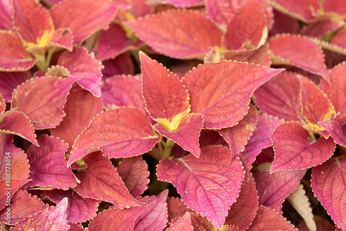 Red coleus in the garden  close up of leaves.