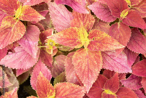 Red coleus in the garden  close up of leaves.