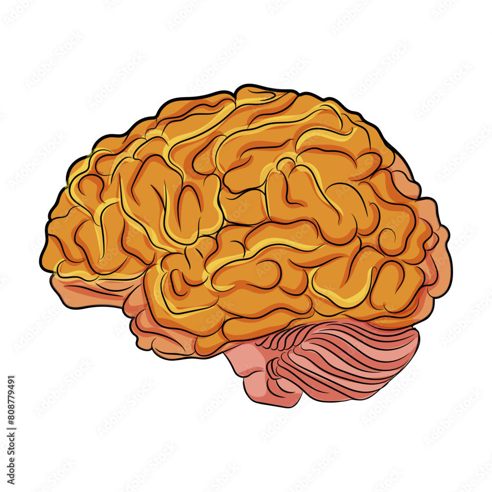 Illustration of a human brain depicted in bright orange and pink tones, vector style, on a white background, concept of intellect. Vector illustration Illustration of a human brain depicted in bright orange and pink tones, vector style, on a white background, concept of intellect. Vector illustration