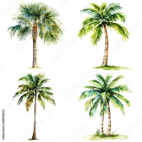 Trees front view  PNG  watercolor style vector tree  palm tree  architectural element  PNG bundle  vector clipart  transparent background