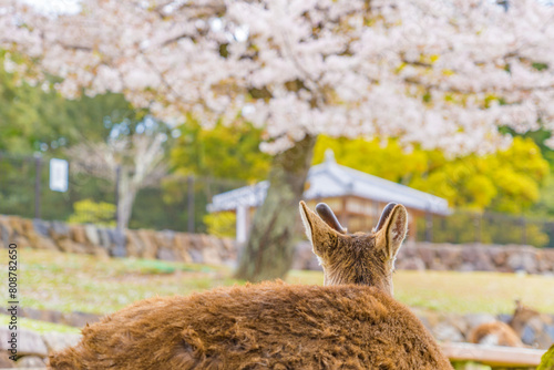 日本の奈良県の奈良公園の桜と鹿たち