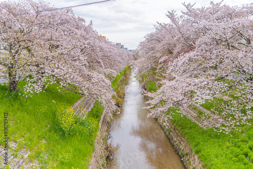 桜並木が美しい佐保川の風景