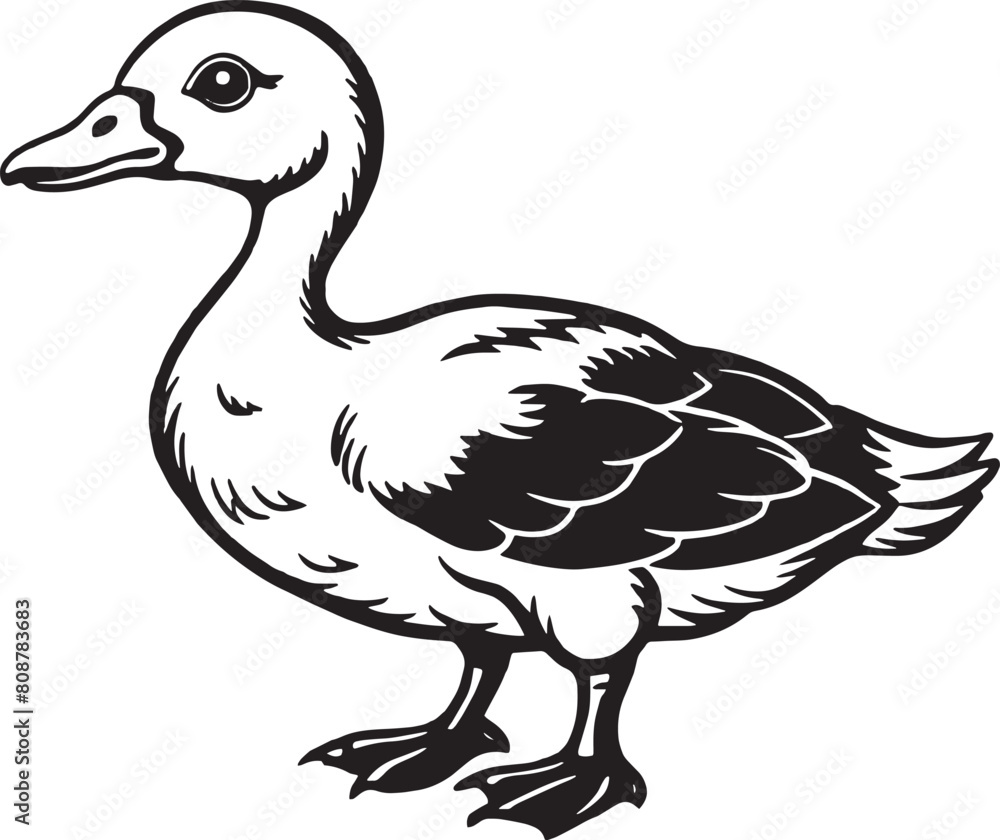 Duck - black and white vector illustration, isolated on white background Duck - black and white vector illustration, isolated on white background