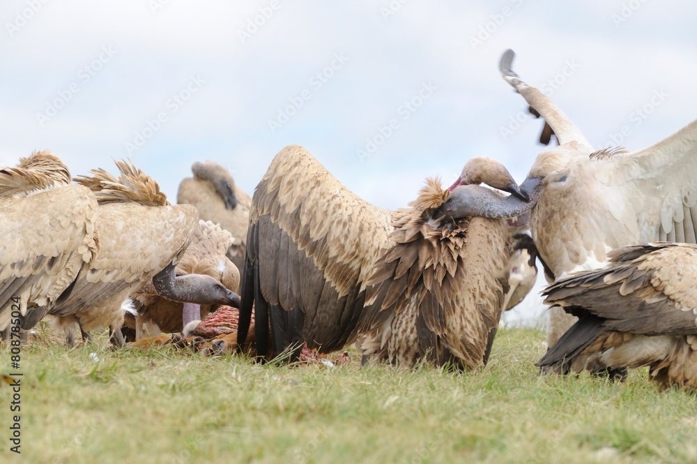 Fotografie CAPE VULTURES (Gyps coprotheres)