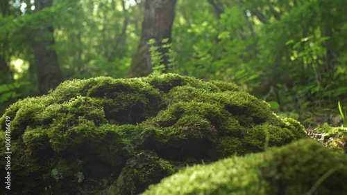 Stones overgrown with green moss and lichens against the background of the morning forest through which the rays of the sun break through. Background in blur and sun glare. Slow motion camera moving