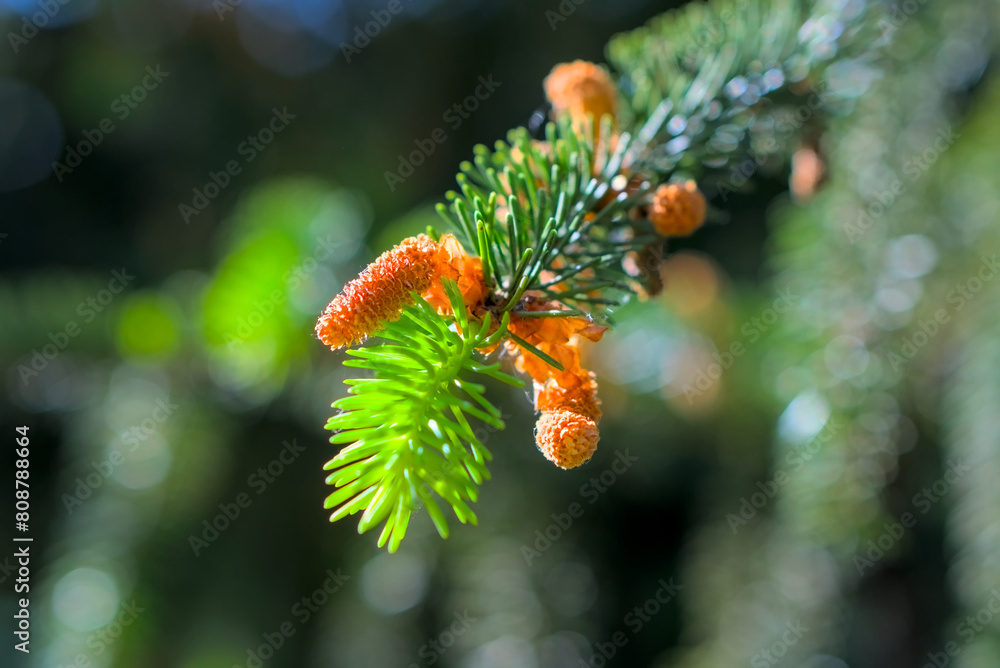 Young pine shoots and small cones horizontal shot, blurred background Young pine shoots and small cones horizontal shot, blurred background