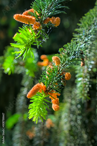 Young pine shoots and small cones vertical shot, blurred background photo