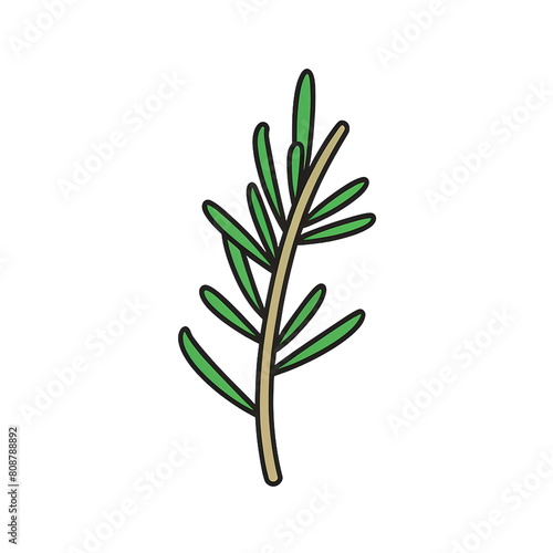 plant isolated on white background, rosemary sprig