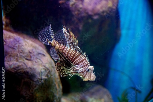 Close-up of an animal inside a fish tank photo