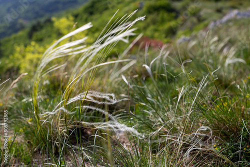 stipa pennata wild herb in karst land photo