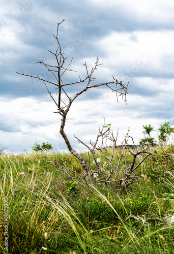 limestone rocks and karst vegetation