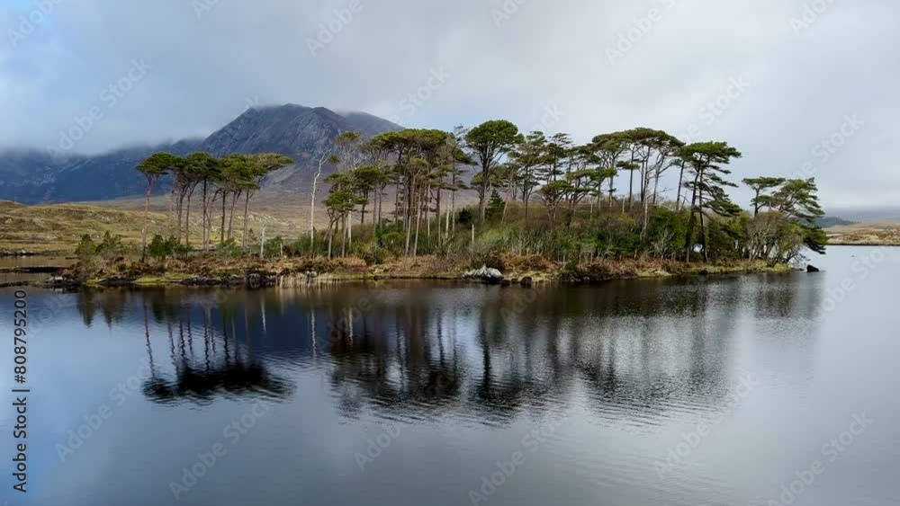 Pines Island, Connemara, Derryclare, Galway, Ireland Pines Island, Connemara, Derryclare, Galway, Ireland