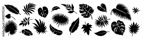 Silhouette jungle leaf. Abstract black palm tropical rainforest leaves. Decorative plants. Graphic foliage silhouettes and elements for design isolated on white background. Vector set