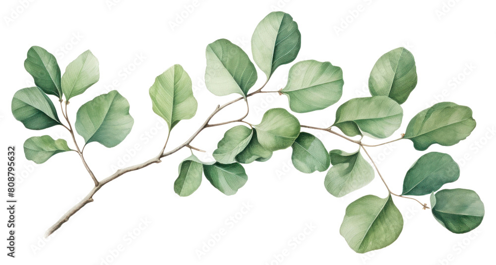 PNG Green leaves plant green leaf PNG Green leaves plant green leaf