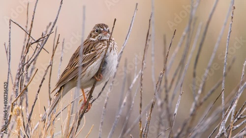 Bird, Vesper Sparrow, Branches, Colorado