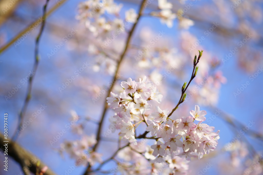淡墨桜 淡墨桜
