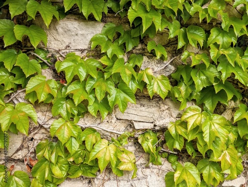 Green leaves background, nature template, foliage wallpaper