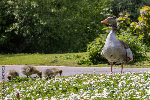 A greylag goose and goslings in the spring sunshine, with a shallow depth of field