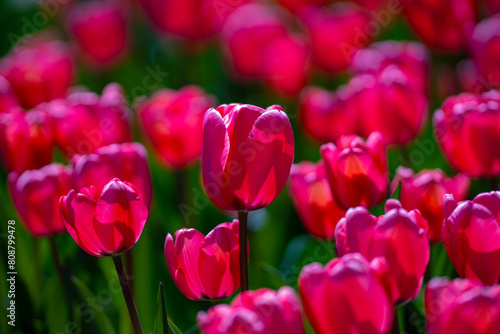Close-up tulips in the spring garden. Beautiful blooming flowers in the spring park. Select focus shallow depth of field. Spring background. Tulipa. Blossom garden with tulips in April.