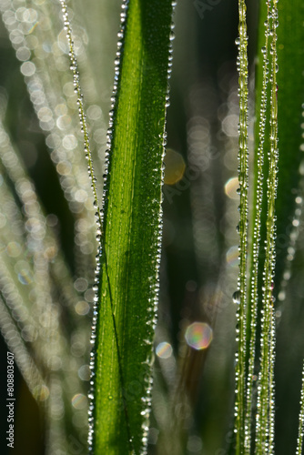 Gerste,  Wintergerste,  Hordeum vulgare L. photo