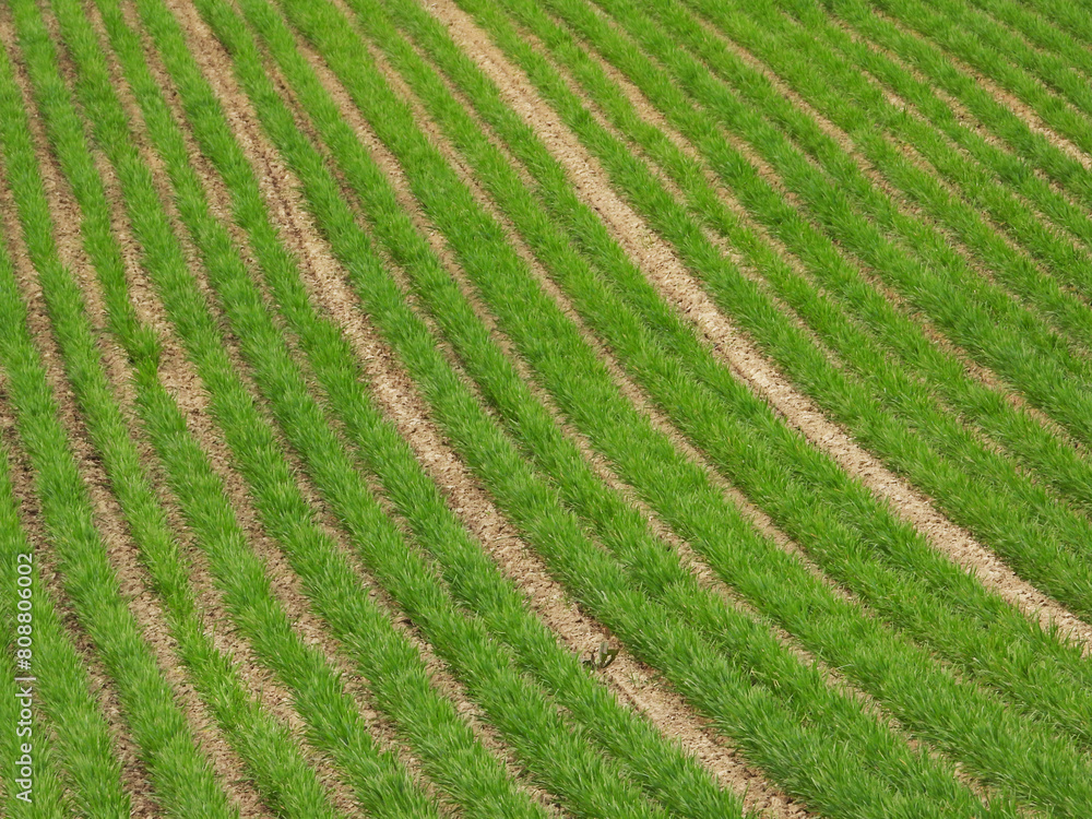 Gerste, Wintergerste, Hordeum vulgare L. Gerste, Wintergerste, Hordeum vulgare L.
