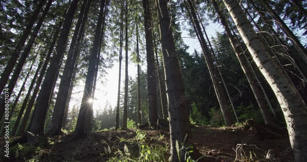 Wide-Angle View of Sunlit Coniferous Forest Wide-Angle View of Sunlit Coniferous Forest