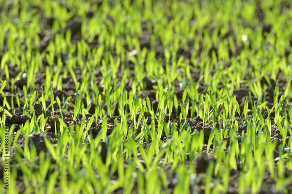 Gerste, Wintergerste, Hordeum vulgare, Wintergersten-Ähre in der Blüte, Herbst Gerste, Wintergerste, Hordeum vulgare, Wintergersten-Ähre in der Blüte, Herbst