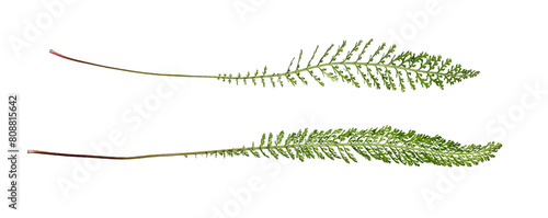 Tableau sur toile Botanical Collection