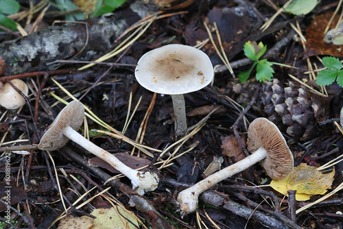 Hebeloma incarnatulum, commonly known as poison pie, wild  mushroom from Finland photo